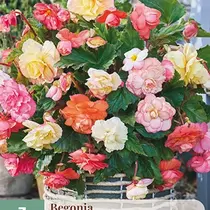 Begonia - Pastel Wave Mix - Nieuw - 3 Bollen
