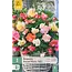 Begonia - Pastel Wave Mix - 3 Bollen - Fraaie Zomerbloeiers Kopen? Garden Select