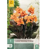 Buy Canna Shinning Orange - Exotic Potted Plant? - Tub plant - Garden-Select.com