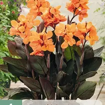 Canna Shinning Orange - 1 Pflanze