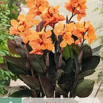 Canna Shinning Orange - 1 Plant