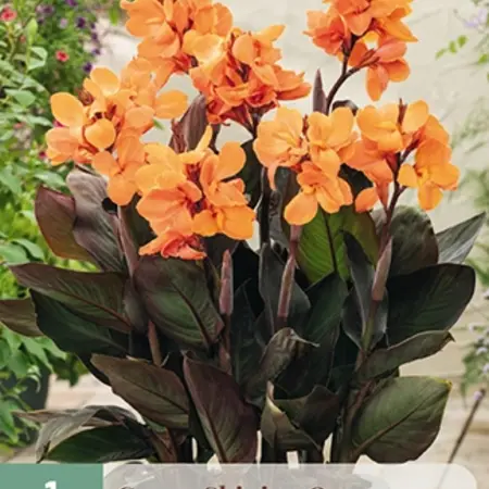 Buy Canna Shinning Orange - Exotic Potted Plant? - Tub plant - Garden-Select.com