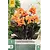 Canna Shinning Orange - 1 Pflanze