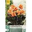 Canna Shinning Orange - Exotische Kübelpflanze kaufen? - Kübelpflanze - Garden-Select.de