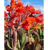Canna Shinning Orange - Exotische Potplant Kopen? - Kuipplant - Garden-Select.nl