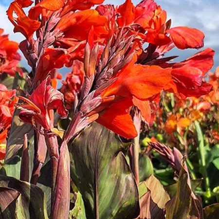 Buy Canna Shinning Orange - Exotic Potted Plant? - Tub plant - Garden-Select.com