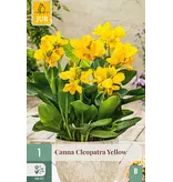 Canna Cleopatra Yellow - 1 Plant - Exotische / Tropische Potplanten Kopen?