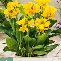 Canna Cleopatra Yellow - 1 Plant