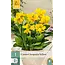 Canna Cleopatra Yellow - 1 Plant - Exotische / Tropische Potplanten Kopen?