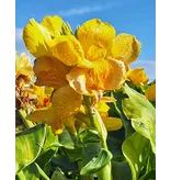 Canna Cleopatra Yellow - 1 Plant - Buy Exotic / Tropical Potted Plants?