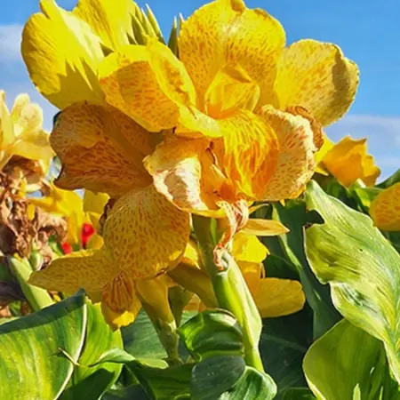 Canna Cleopatra Yellow - 1 Plant - Exotische / Tropische Potplanten Kopen?