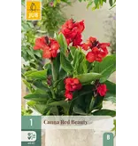 Canna Red Beauty - 1 Pflanze - Blumenrohr - Topfpflanze - Garden-Select.com