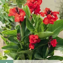 Canna Red Beauty - 1 Pflanze