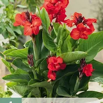 Canna Red Beauty - 1 Plant