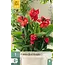Canna Red Beauty - 1 Plant - Bloemriet - Potplant - Garden-Select.com
