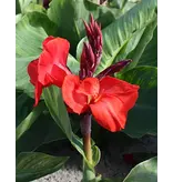 Canna Red Beauty - 1 Pflanze - Blumenrohr - Topfpflanze - Garden-Select.com
