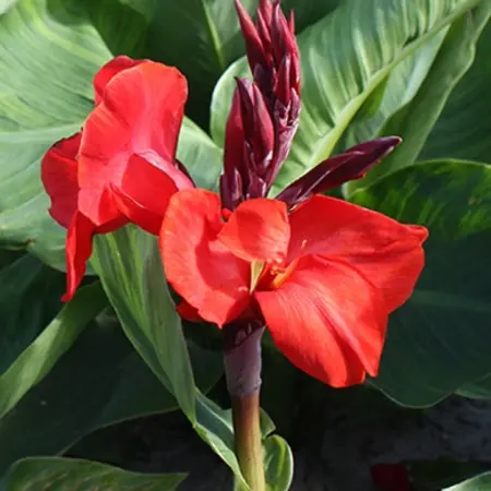 Canna Red Beauty - 1 Plant - Flower Reed - Potted Plant - Garden-Select.com