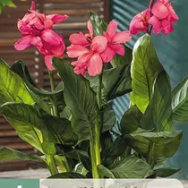 Canna Shining Pink - 1 Plantz