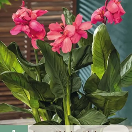 Canna Shining Pink – 1 Pflanze – Rosa, sommerblühende tropische Canna
