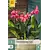 Canna Shining Pink - 1 Plant