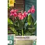Canna Shining Pink – 1 Pflanze – Rosa, sommerblühende tropische Canna