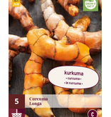 Curcuma Longa - 5 Planten - Potplant - Als Specerijen Worden Gebruikt