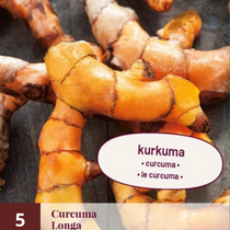 Curcuma Longa - 5 Pflanzen