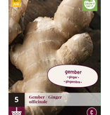 Gember - 5 Planten - Binnen en Buiten Kweken - Voor Verschillende Gerechten