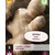 Gember - 5 Planten