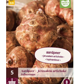 Jerusalem artichoke - 5 Plants - Growing your own Jerusalem artichoke and where to plant it?