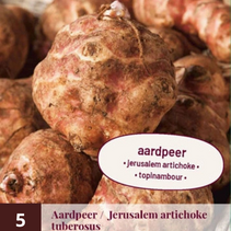 Jerusalem artichoke - 5 Plants