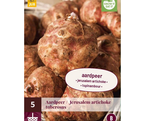 Topinambur - 5 Pflanzen - Topinambur selbst anbauen und wo pflanzt | Garden  Select