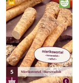 Meerrettich - 5 Pflanzen - Erdiges Aroma - Köstlich in Salaten und  Saucen