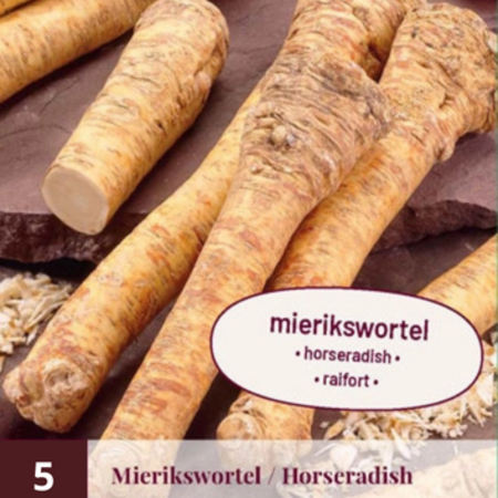 Horseradish - 5 Plants - Earthy Flavour - Delicious In Salads And  Sauces
