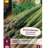 Spargel - Gijnlim - 5 Pflanzen - Für weißen und grünen Spargel - Gemüsepflanzen kaufen?