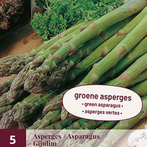 Asparagus - Gijnlim - 5 Plants