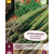 Spargel - Gijnlim - 5 Pflanzen