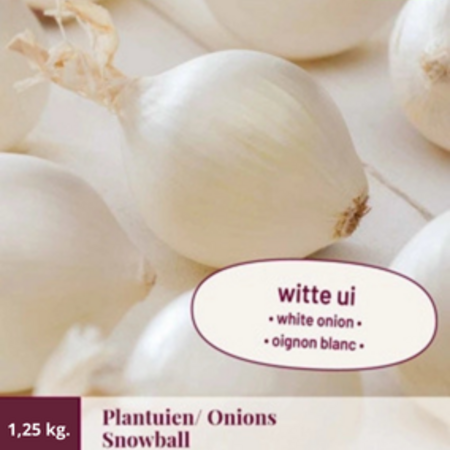 Onions - Snowball - 1,25 kg. - Sweet Onions - Buy White Onions?