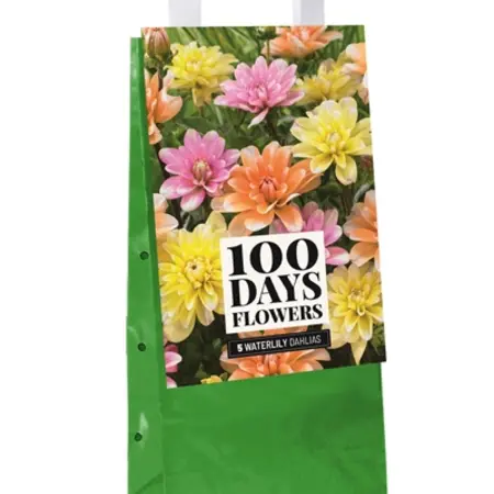 Dahlia Waterlelie Mix - 5 Knollen - Geschenkverpakking - Garden Select