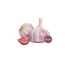 Garlic Morado - 500 Grams - Vegetable Garden - Garden Select