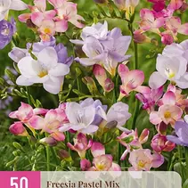 Freesien-Pastellmischung – 50 Blumenzwiebeln