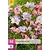 Freesia Pastel Mix - 50 Bulbs