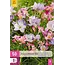 Freesien-Pastellmix – 50 Zwiebeln – Sommerblüher – Schnittblumen – Garden Select