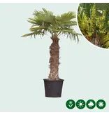 Chinese Fan Palm 100 cm Trunk Height - Buy Tropical Palms?