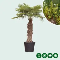 Chinesische Fächerpalme, 100 cm Stammhöhe