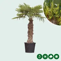 Chinese waaierpalm 100 cm stamhoogte