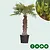 Chinese fan palm 100 cm trunk height