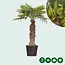 Chinese Fan Palm 100 cm Trunk Height - Buy Tropical Palms?
