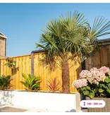 Chinese Fan Palm 100 cm Trunk Height - Buy Tropical Palms?