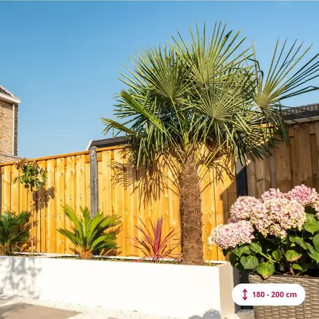 Chinese waaierpalm 100 cm stamhoogte - Tropische Palmen Kopen?